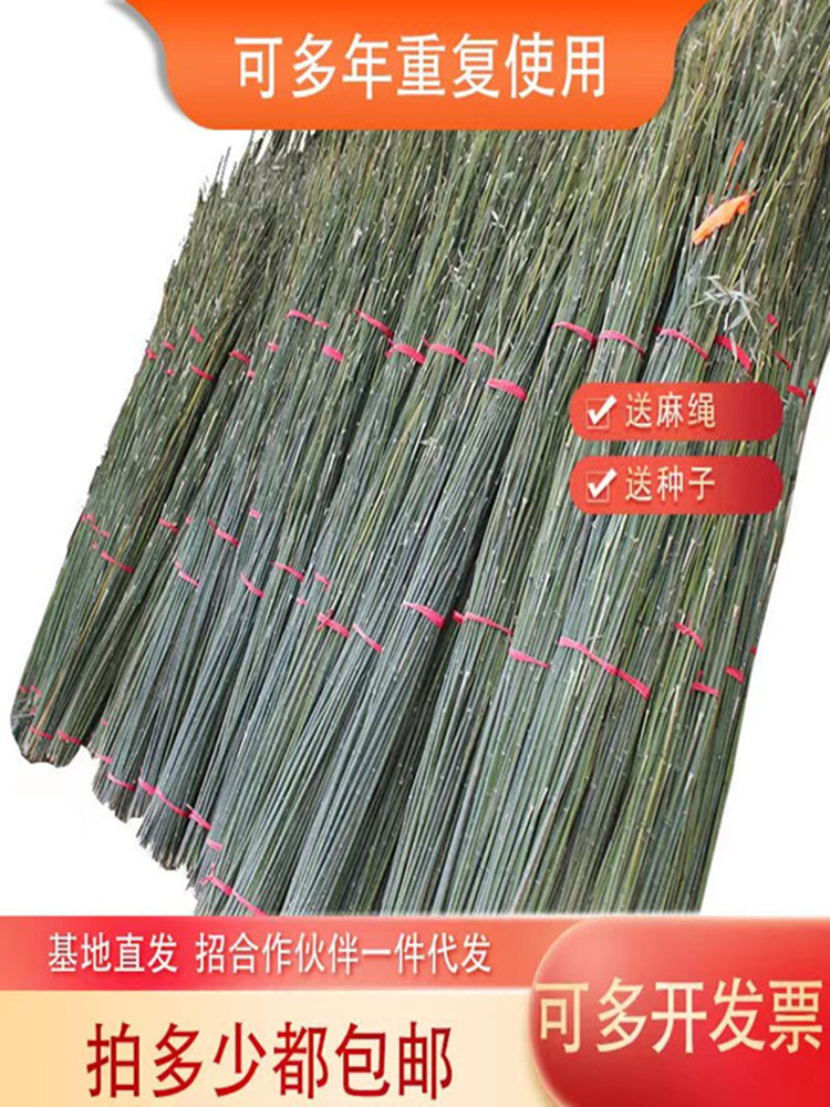 小竹杆蔬菜爬藤支架竹杆架种菜园搭架竹竿豆角篱笆栅栏彩旗细竹子