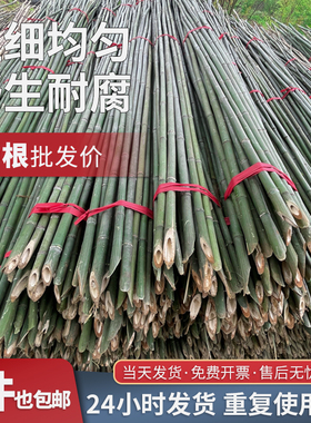 小竹杆蔬菜爬藤支架竹杆架种菜园搭架竹竿豆角篱笆栅栏彩旗细竹子