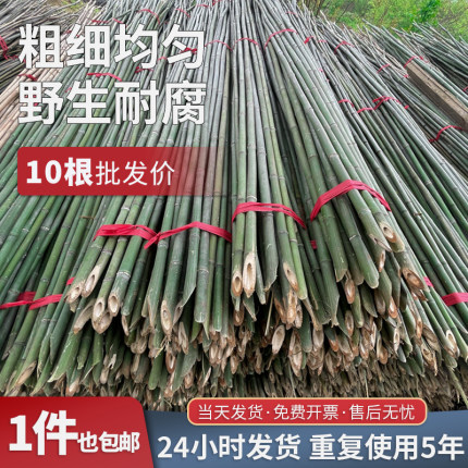 小竹杆蔬菜爬藤支架竹杆架种菜园搭架竹竿豆角篱笆栅栏彩旗细竹子