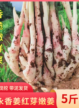 富硒新鲜江永香姜红芽嫩姜湖南永州特产少丝醋泡腌酸姜仔姜芽包邮