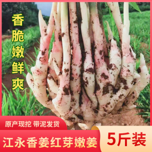 富硒新鲜江永香姜红芽嫩姜湖南永州特产少丝醋泡腌酸姜仔姜芽包邮