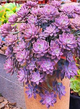 精品多肉老桩阿伦培悬崖桩新手盆栽多肉植物好养易成活基地直发