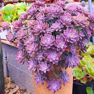 精品多肉老桩阿伦培悬崖桩新手盆栽多肉植物好养易成活基地直发