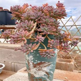 多肉植物整桩秋丽新手室内阳台好养老桩盆栽肉肉组合基地批发