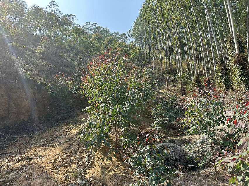 鹤山市宅梧镇泗云村云经济社桉树林木（原山、大水坑、埔竹山、领土坑4处采伐面积合计18.948亩桉树林木）