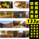 秋季 可商用视频素材秋天景色风景落叶金秋高清实拍视频抖音剪辑