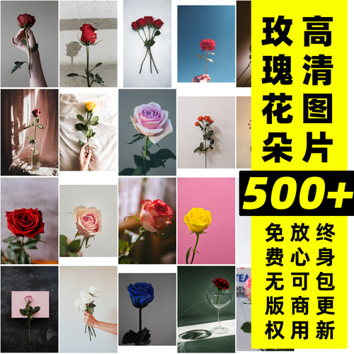 玫瑰花丨免费无版权图片素材Unsplash/Pexels高清玫瑰可商用图片