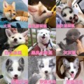 宠物狐狸活体白狐雪狐活体蓝狐冰岛狐黑狐小狐狸幼崽