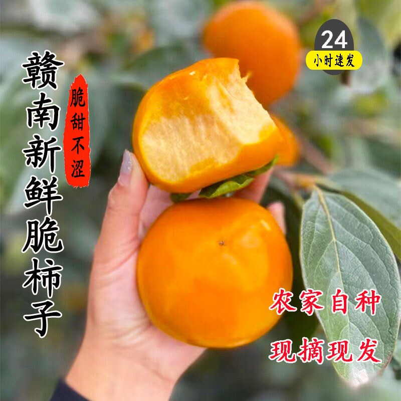 江西柿子新鲜巧克力脆柿现摘水果柿子