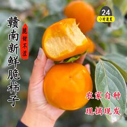 江西柿子新鲜巧克力脆柿现摘水果当季整箱脆甜硬柿磨盘柿火晶太秋