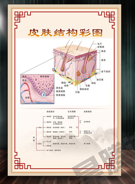 皮肤结构图解剖图示意图美容宣传画立体构造组织病诊断美容院B64