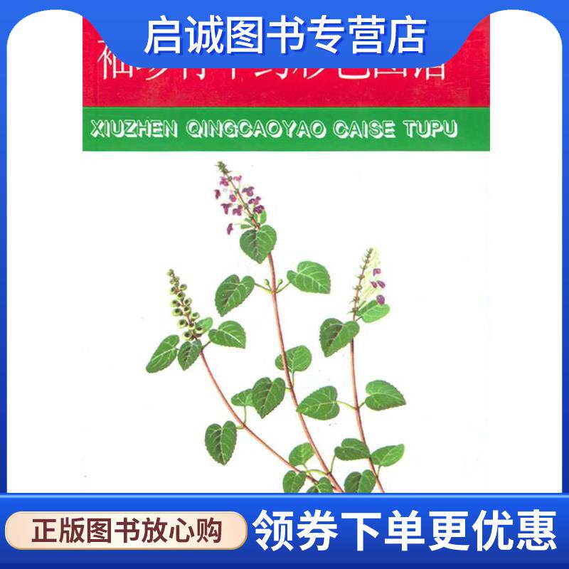 正版现货直发袖珍青草药彩色图谱 赵秀贞 主编 9787533512323 福建科技出版社
