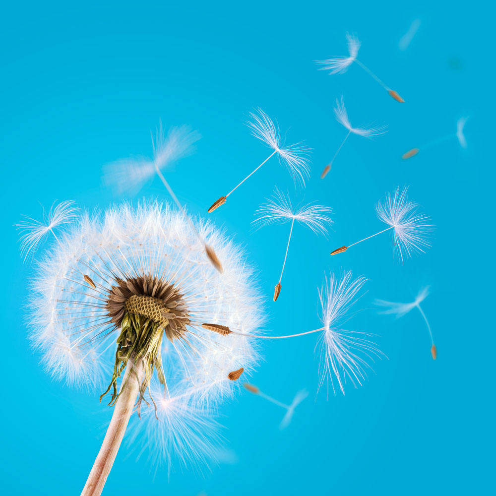 蒲公英绒球干花带种子绒毛 教学永生花