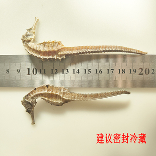 优选 海马 传统三斑海马 正品带标 公母配对干货滋补热销泡酒选择