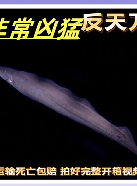反天刀尼罗河魔鬼食肉热带鱼活体
