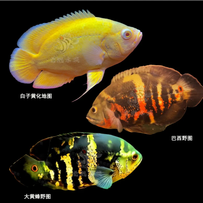 大黄蜂地图鱼K纹奥里诺科野图白子红眼地图老炮水族推荐