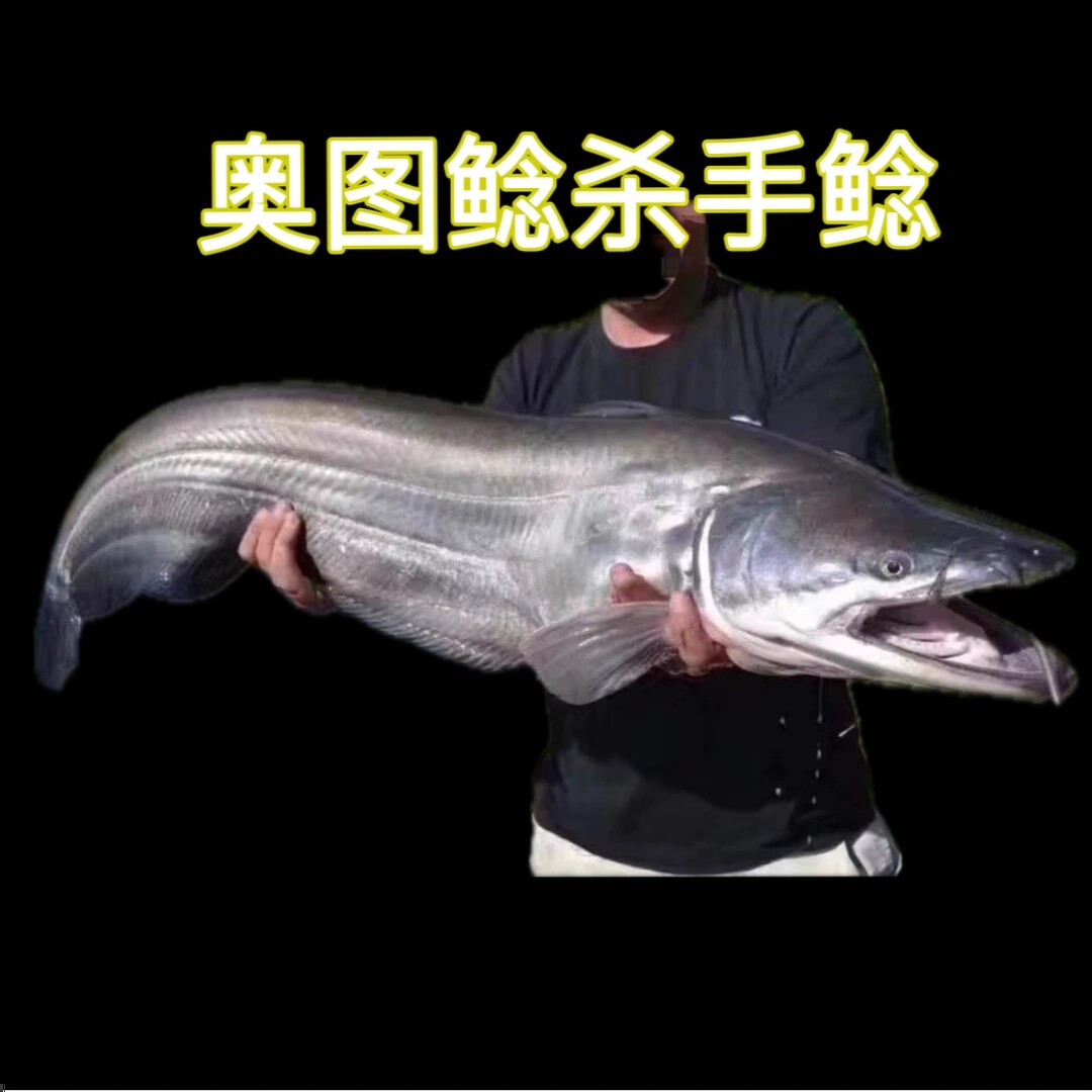 奥图巨鲶杀手鲶大型猛鱼热带鱼