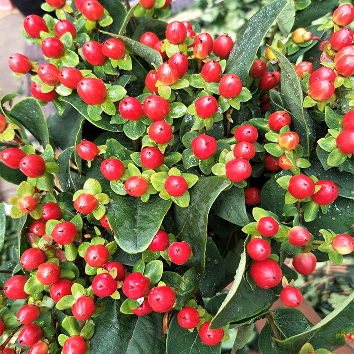 相思豆鲜花基地直供昆明斗南水养