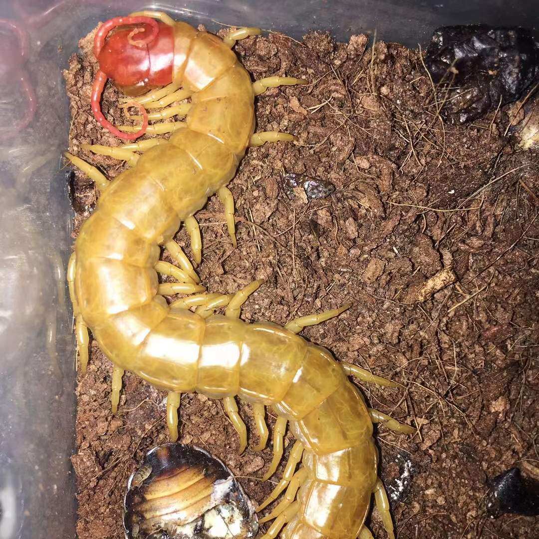 白化少棘  温顺新手入门品种  活体三包  成体可达22肛吻