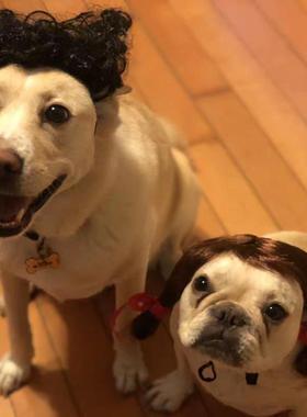 蔡徐坤宠物假发ikun猫咪搞笑中分辫子狗狗搞怪刘海爆炸头cosplay