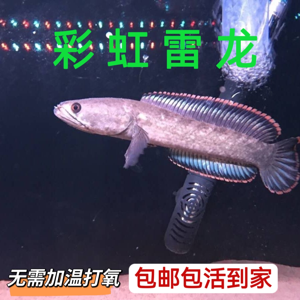 南鳢雷龙鱼观赏鱼冷水鱼龙鱼凶猛七彩雷龙淡水活体彩虹雷龙鱼包邮