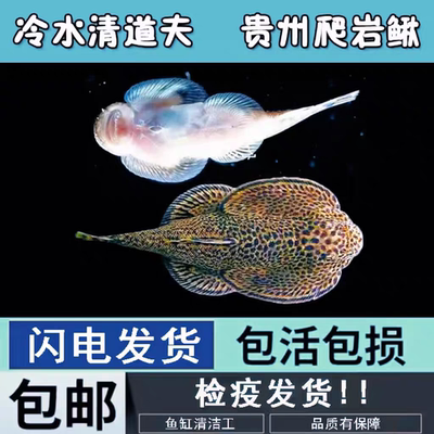 贵州爬岩鳅琵琶鱼双吸盘冷水清道夫不加温除藻鱼鱼缸清洁工原生鱼