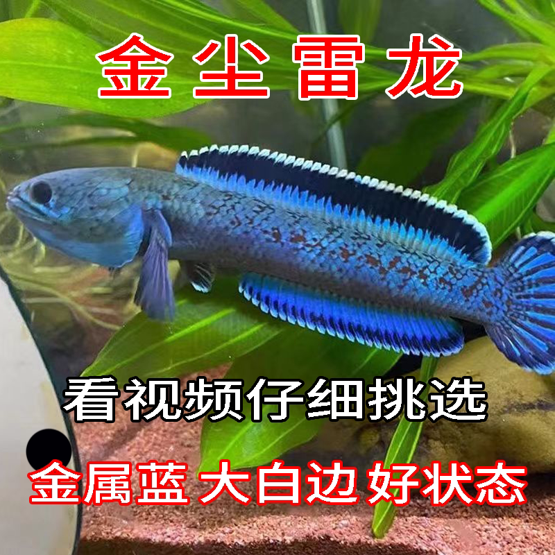 进口蓝体金尘雷龙鱼观赏鱼鱼苗凶猛奶茶血斑雷龙精品活体鱼冷淡水