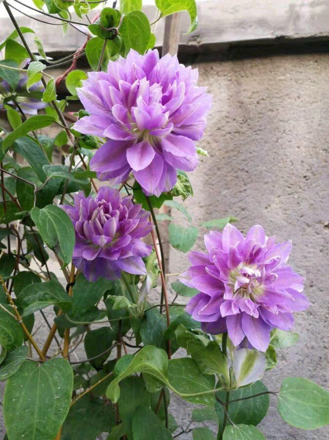 天一铁线莲 重瓣丹妮 2类重瓣包鲜活到手(110圆盆栽好)