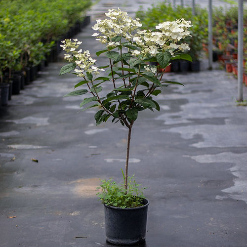 棒棒糖绣球宋花多年老桩