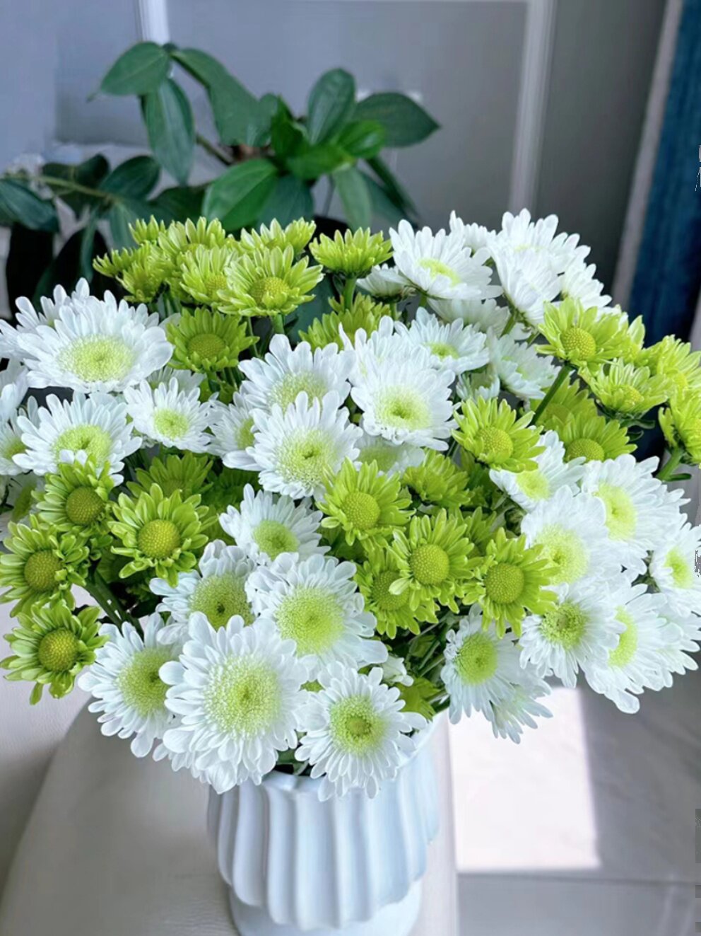 云南鲜花基地直发小雏菊纽扣菊多头鲜花材家庭水养花束花束搭配