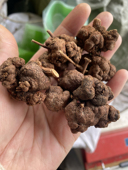 消瘤藤云南野生过路黄中药材消瘤果子 金丝果九头狮子草500克