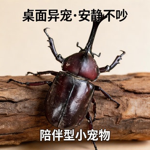 独角仙活虫甲姬兜长戟大兜网红宠物新手入门级好养昆虫大力士甲虫