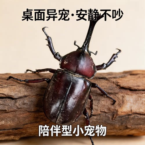 独角仙活虫甲姬兜长戟大兜网红宠物新手入门级好养昆虫大力士甲虫