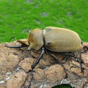毛象大兜爬宠锹形虫昆虫锹甲中国大扁兜虫亲代,公118mm.母68mm
