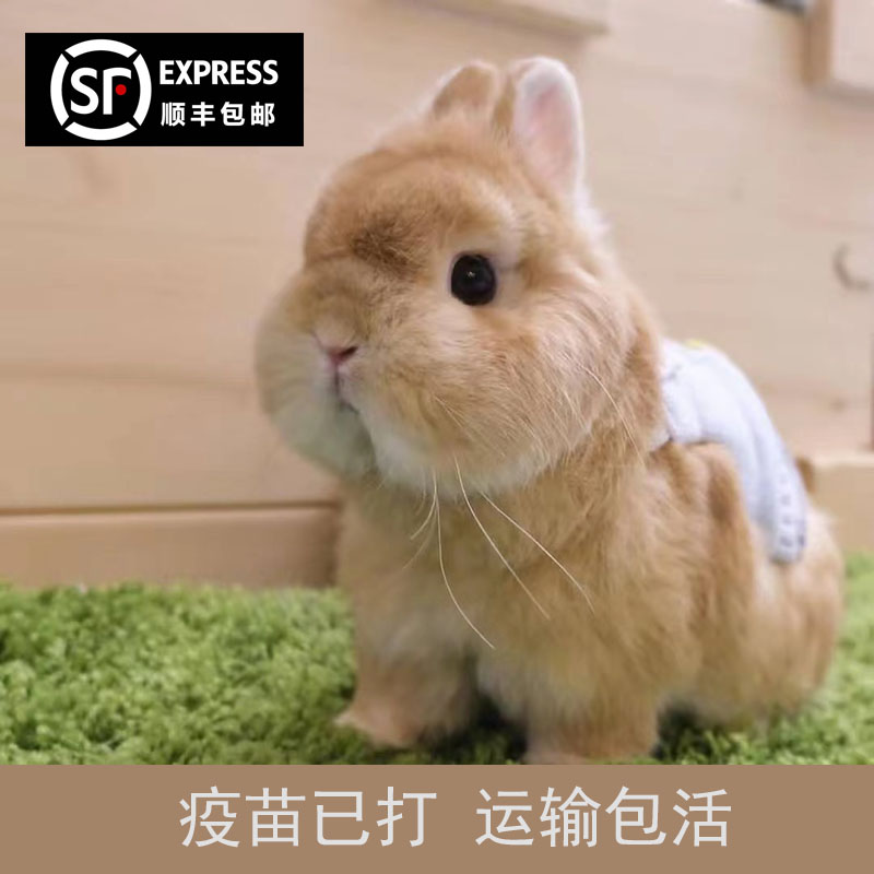 小兔子活物侏儒兔长不大迷你小型公主荷兰垂耳兔茶杯兔家养宠物兔