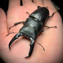 中国扁锹甲中华大扁锹成虫幼虫新手甲虫饲养套餐独角仙宠物活体