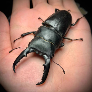 中国扁锹甲中华大扁锹成虫幼虫新手甲虫饲养套餐独角仙宠物活体