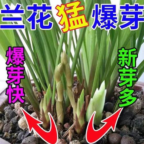 【爆芽剂】兰花专用肥料防黄叶烂根空根催芽催花兰草花专用营养液
