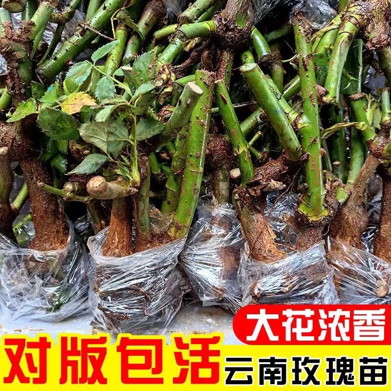 云南玫瑰老桩花苗10颗庭院植物易种活耐寒月季花卉盆栽蔷薇大花