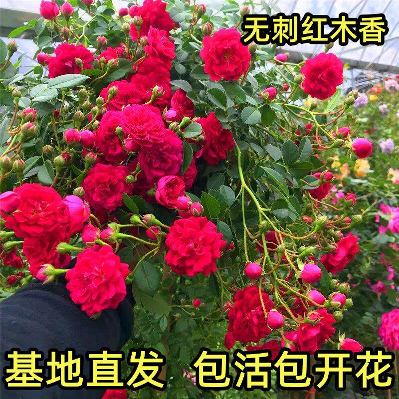 四季红木香花苗开花无刺爬藤植物耐寒好养浓香庭院蔷薇花卉盆栽