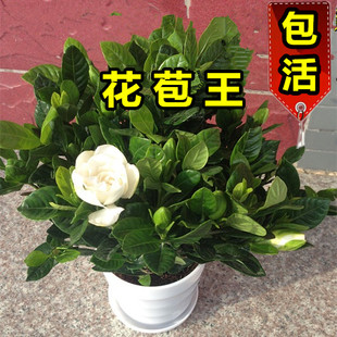 栀子花苗盆栽大叶四季开花不断枝枝花室内芳香植物很香最香的大花