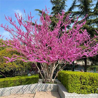 紫荆花树苗植物树苗花卉室外庭院工程绿化苗丛生四季开花耐寒