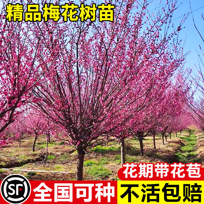 耐寒红梅花树苗地栽庭院浓香型四季花卉植物骨里红梅腊梅绿梅室外