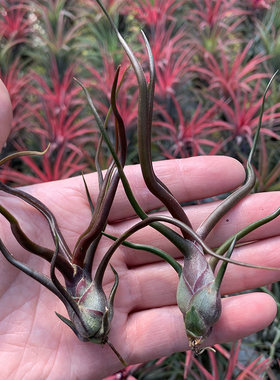空气凤梨植物迷你型紫色小章鱼