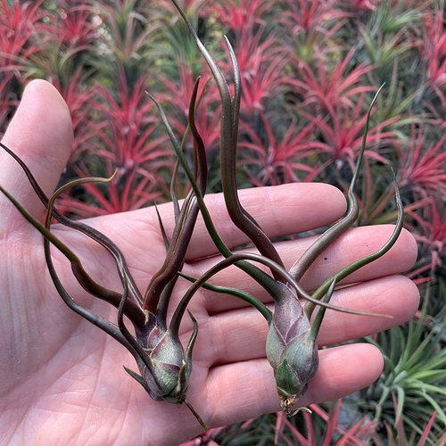 空气凤梨植物迷你型紫色小章鱼