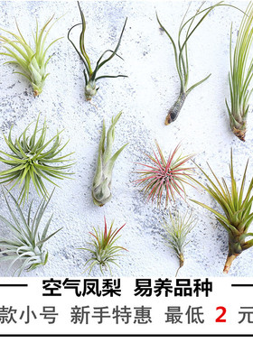 空气凤梨无土植物室内客厅桌面绿植盆栽花卉草花老人须红精灵多款