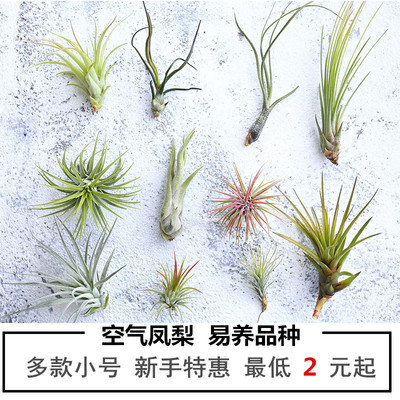 绿植空气凤梨无土草花红精灵