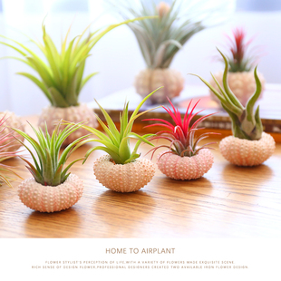 室内花卉绿植空气凤梨盆栽无土植物海胆壳支架底座花器花盆