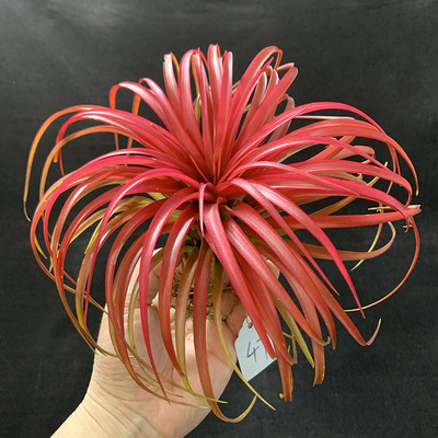 绿植空气凤梨花花卉盆栽无土植物