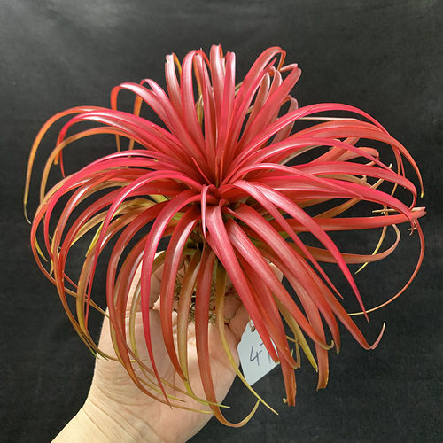 绿植空气凤梨花花卉盆栽无土植物